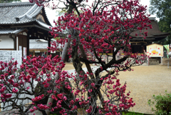200213a道明寺天満宮05 200213a道明寺天満宮05