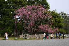 220325d京都御苑53