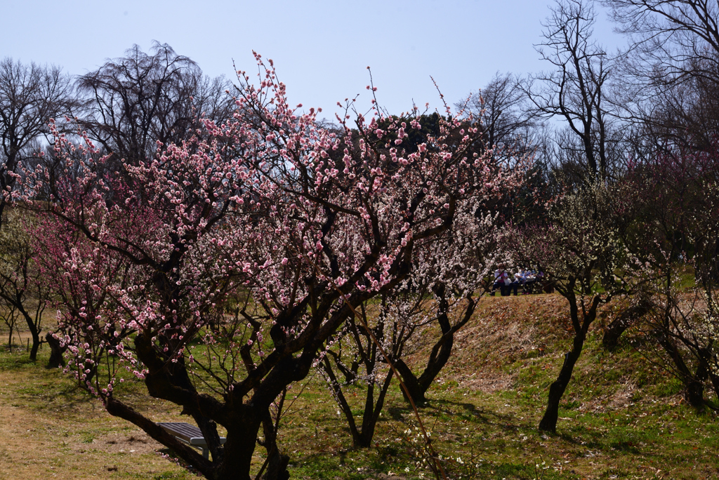 220316a市大植物園40
