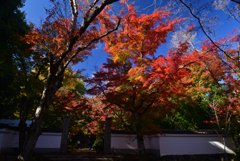 221125a浄住寺04