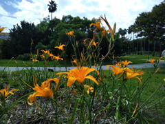 220910a長居植物園06