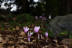 191004京都植物園15