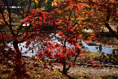 191210a京都植物園07