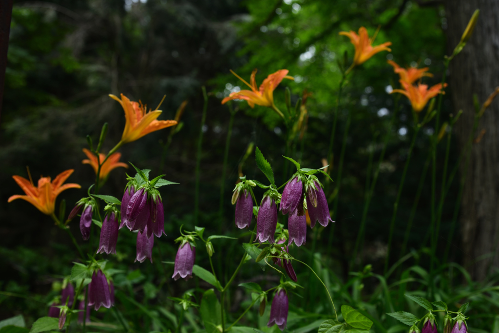 190612京都植物園60