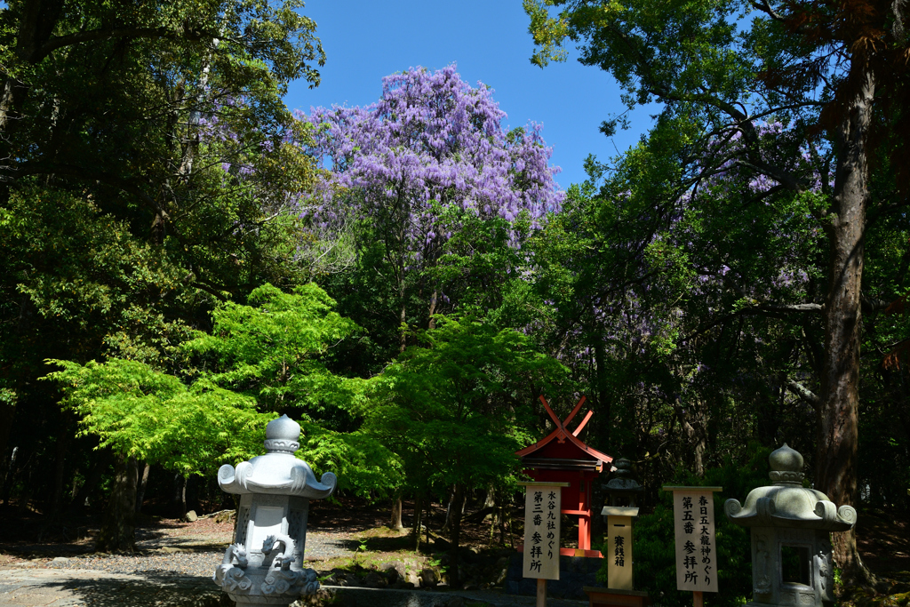 250429b春日大社45