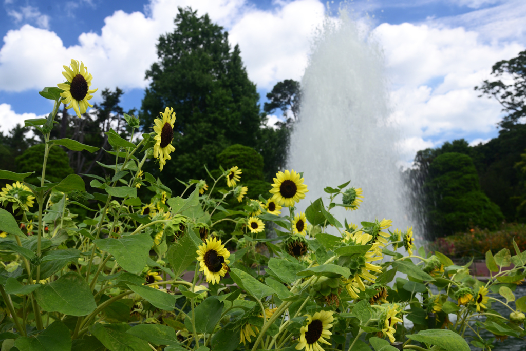 240823京都植物園05