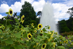 240823京都植物園05