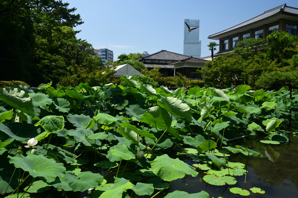 230711a四天王寺11