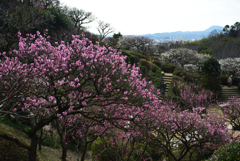 200219中山寺30 200219中山寺30