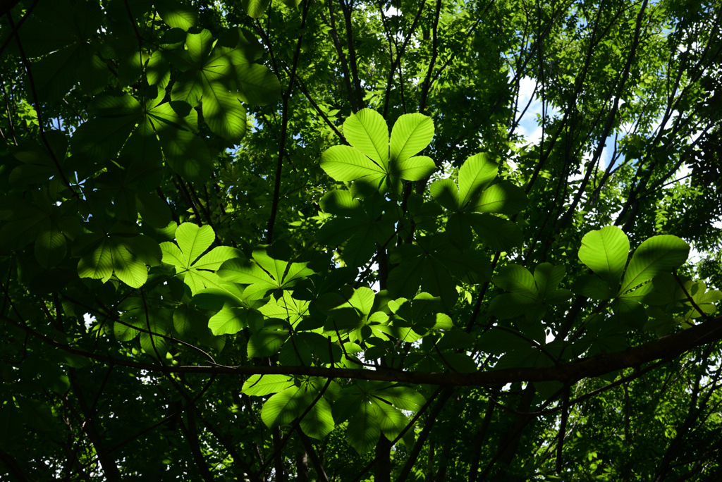 240603a山田池公園52