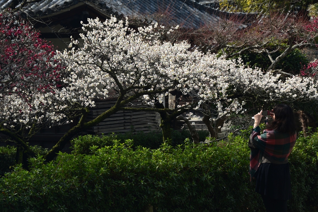 180226道明寺73