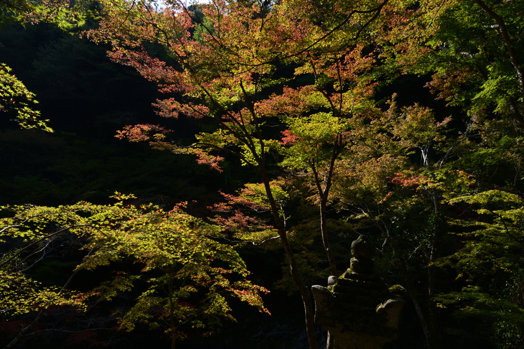 231102c西明寺51