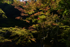 231102c西明寺51