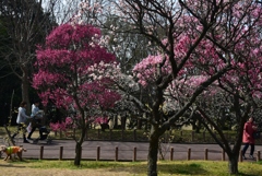 180302荒山公園41