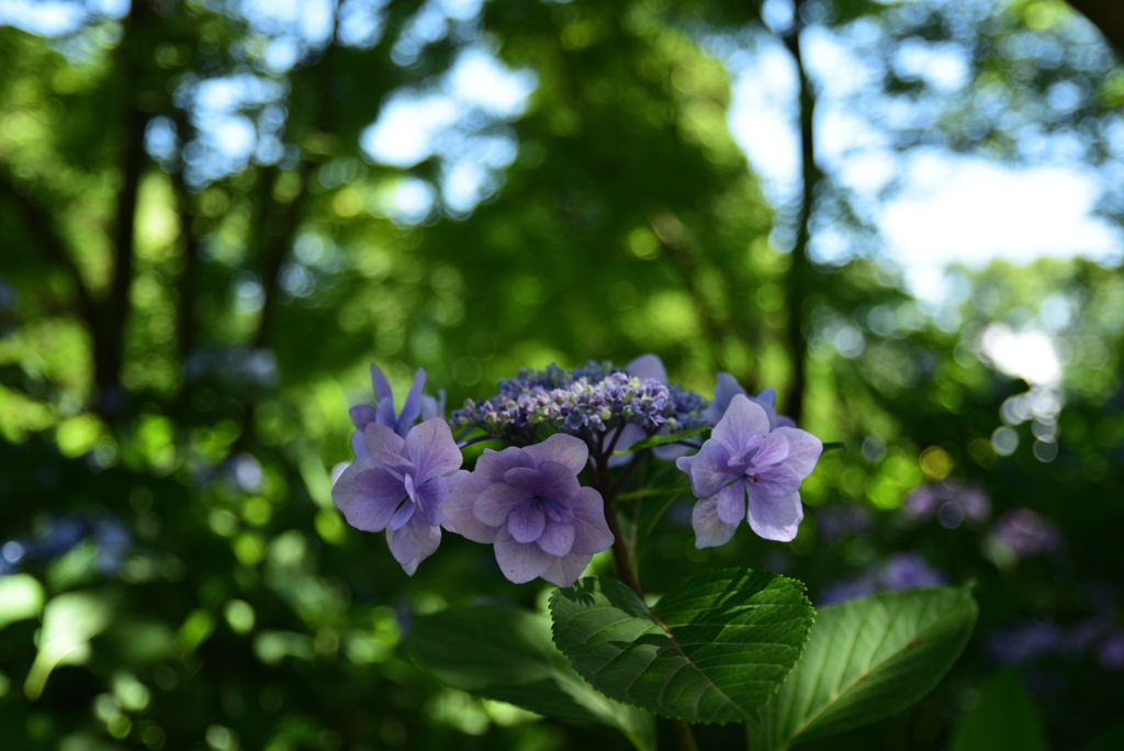 200623京都植物園28