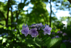 200623京都植物園28