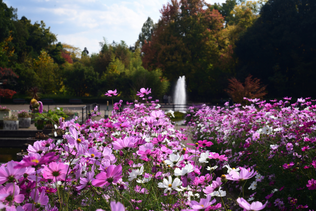 221108c京都植物園40