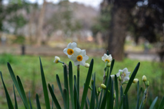 260131a京都植物園13