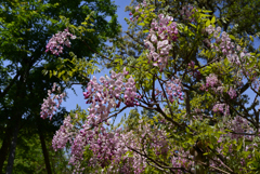 230423c萬葉植物園37