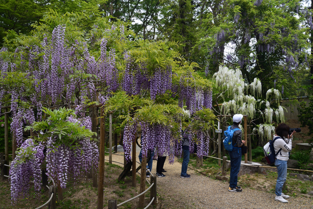 210424b萬葉植物園21