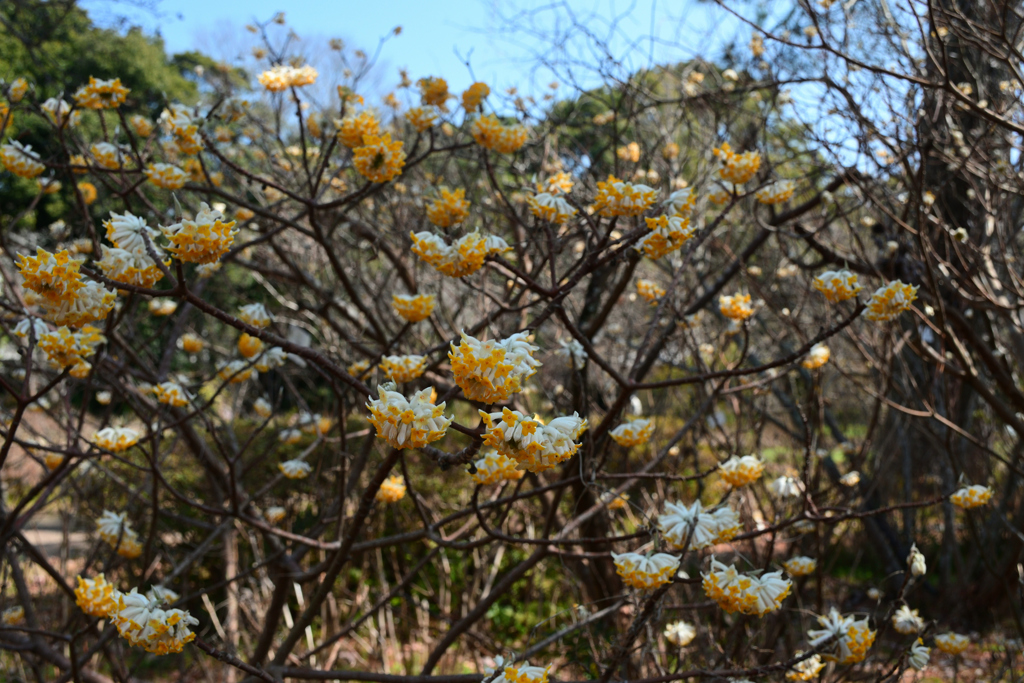250322京都植物園06