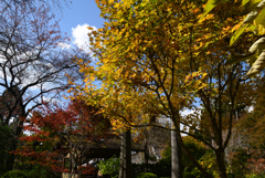 221104b三千院41