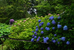 190612京都植物園38