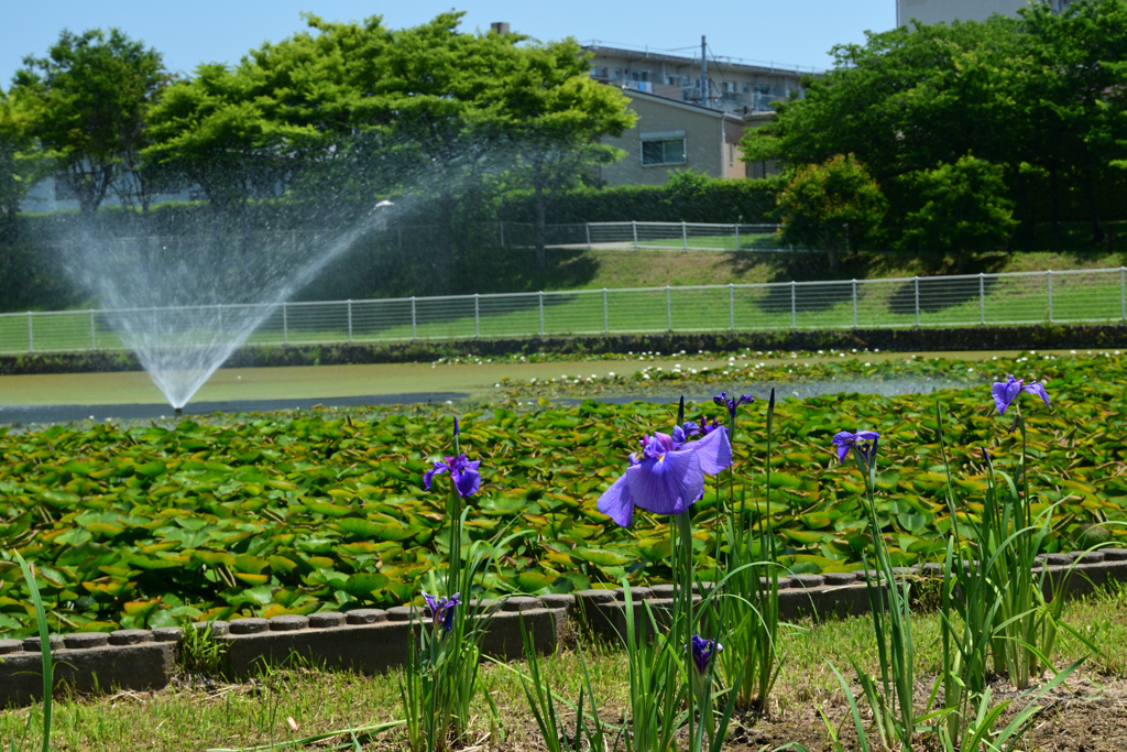 250605a白鷺公園05