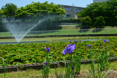 250605a白鷺公園05