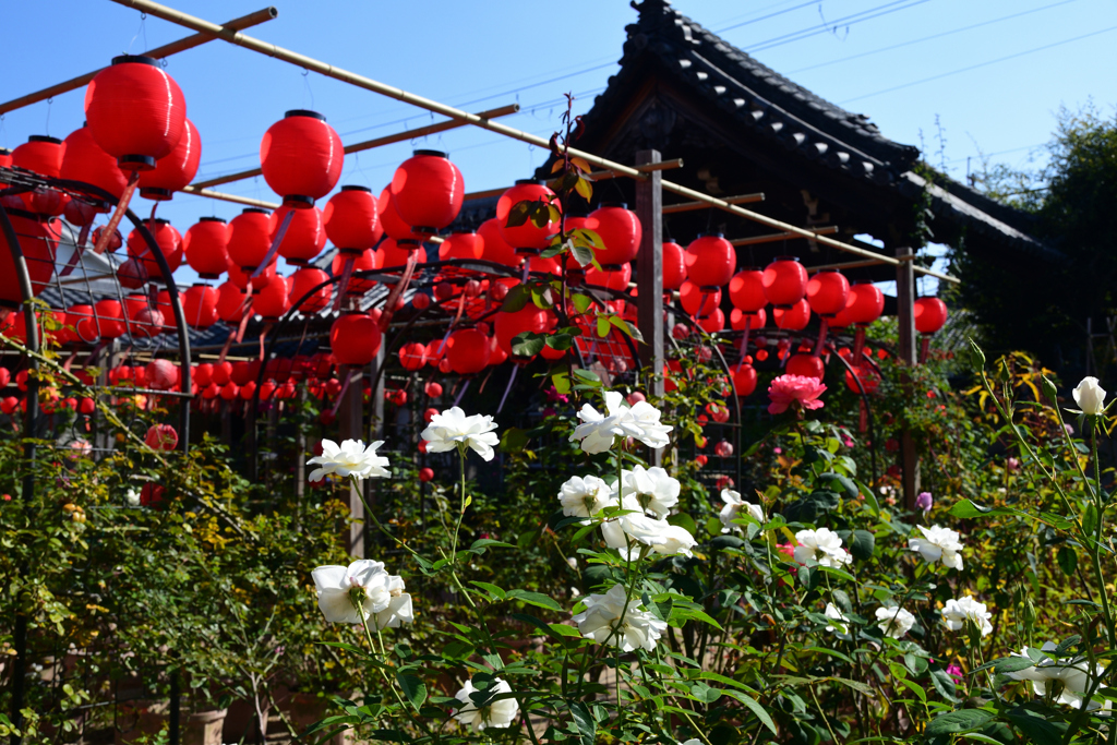 231026bおふさ観音13