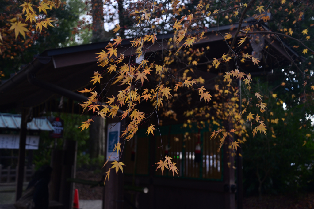 250104a下鴨神社20