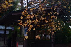 250104a下鴨神社20