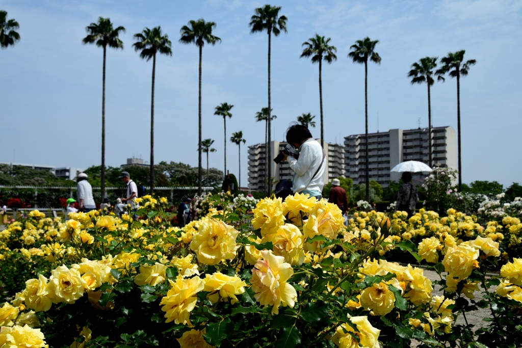 180516長居植物園39+