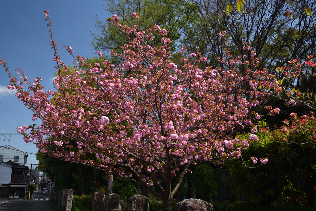 220412c北野天満宮41