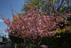 220412c北野天満宮41