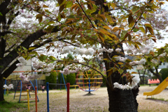 200415水度神社09