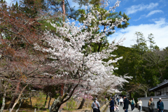 250403f南禅寺19