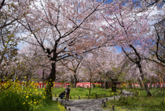 190411a平野神社60