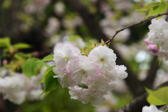 190417a梅宮大社19