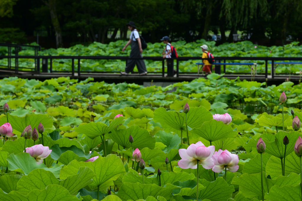 230702万博公園15
