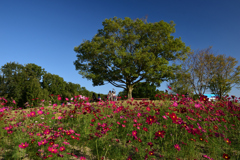 211015万博公園39