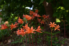 230825京都植物園43