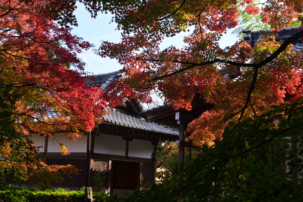 221111c常寂光寺15