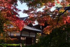 221111c常寂光寺15