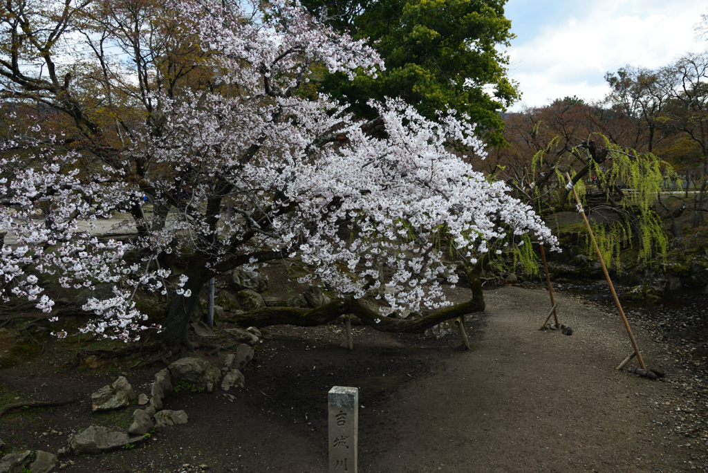 190402奈良公園23