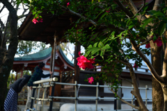 260103藤森神社13