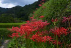 210920c明日香稲渕49