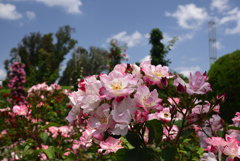 200524長居植物園27