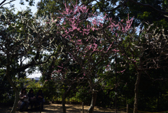 200224b意賀美神社11