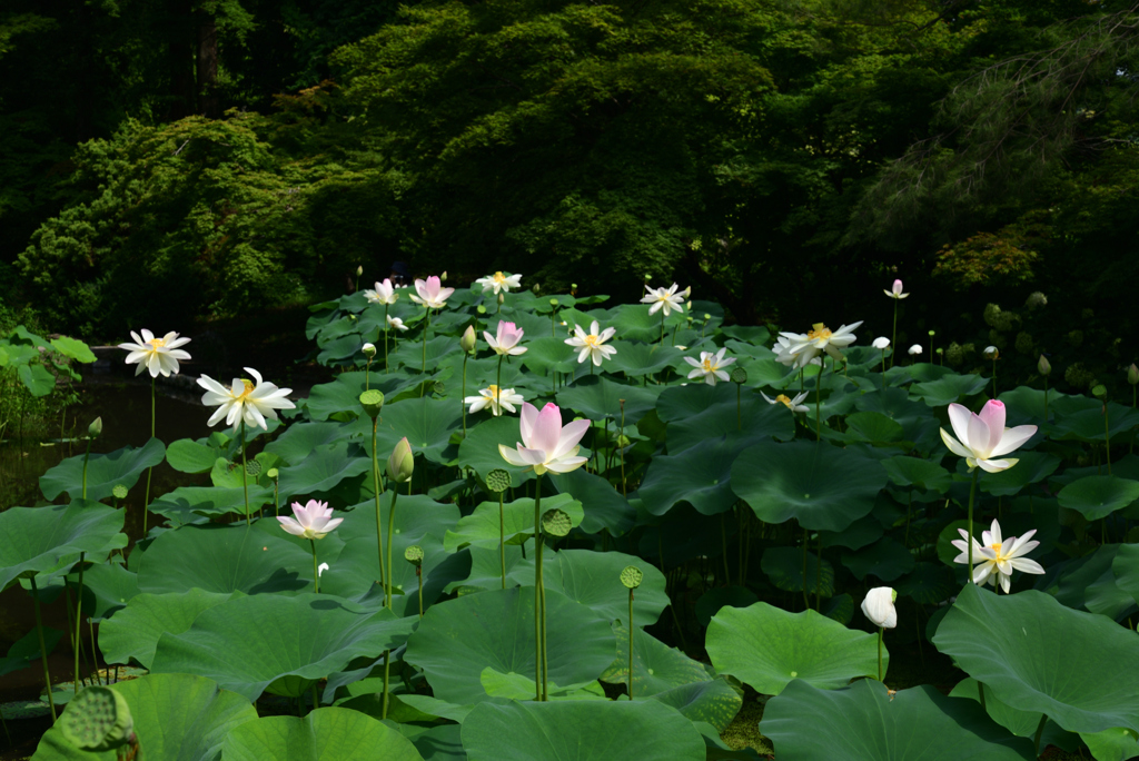 220711京都植物園08